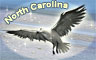 North Carolina Badge
Word Search Daily
Nov 6, 2008