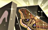 The Vanishing Moth Badge
Jigsaw Detective
Oct 28, 2008