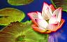 Water Garden Badge
Mahjong Garden
Nov 19, 2008