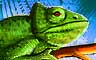 Chameleon Badge
Jungle Gin
Jul 11, 2008